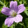 Kakost 'Lady Moore' - Geranium x oxonianum 'Lady Moore'