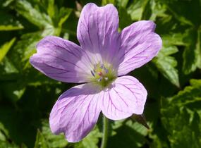 Kakost 'Lady Moore' - Geranium × oxonianum 'Lady Moore'