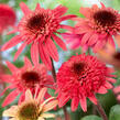 Třapatkovka nachová 'Raspberry Truffle' - Echinacea purpurea 'Raspberry Truffle'