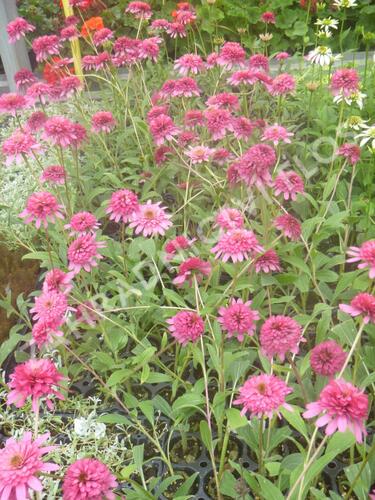 Třapatkovka nachová 'Southern Belle' - Echinacea purpurea 'Southern Belle'