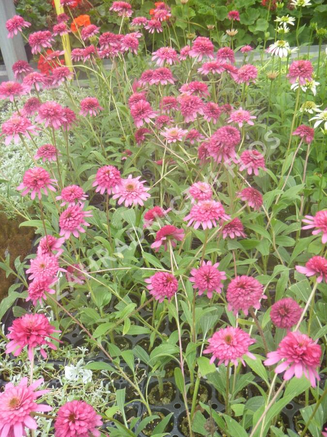 Třapatkovka nachová 'Southern Belle' - Echinacea purpurea 'Southern Belle'