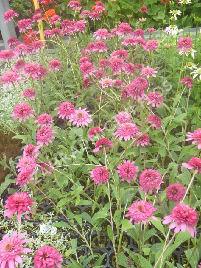 Třapatkovka nachová 'Southern Belle' - Echinacea purpurea 'Southern Belle'