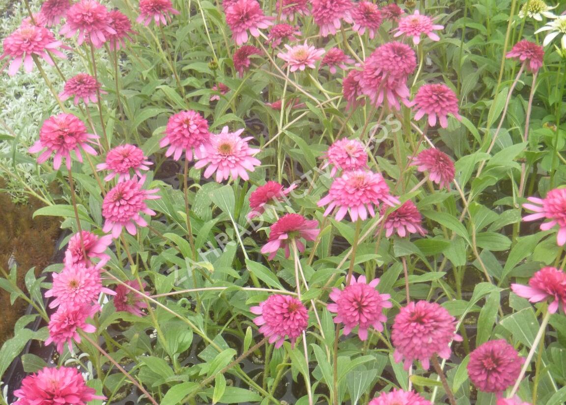 Třapatkovka nachová 'Southern Belle' - Echinacea purpurea 'Southern Belle'