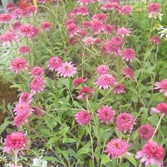 Třapatkovka nachová 'Southern Belle' - Echinacea purpurea 'Southern Belle'