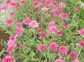 Třapatkovka nachová 'Southern Belle' - Echinacea purpurea 'Southern Belle'