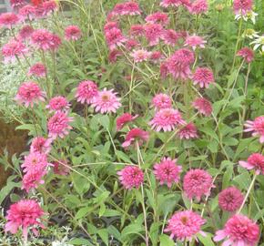 Třapatkovka nachová 'Southern Belle' - Echinacea purpurea 'Southern Belle'