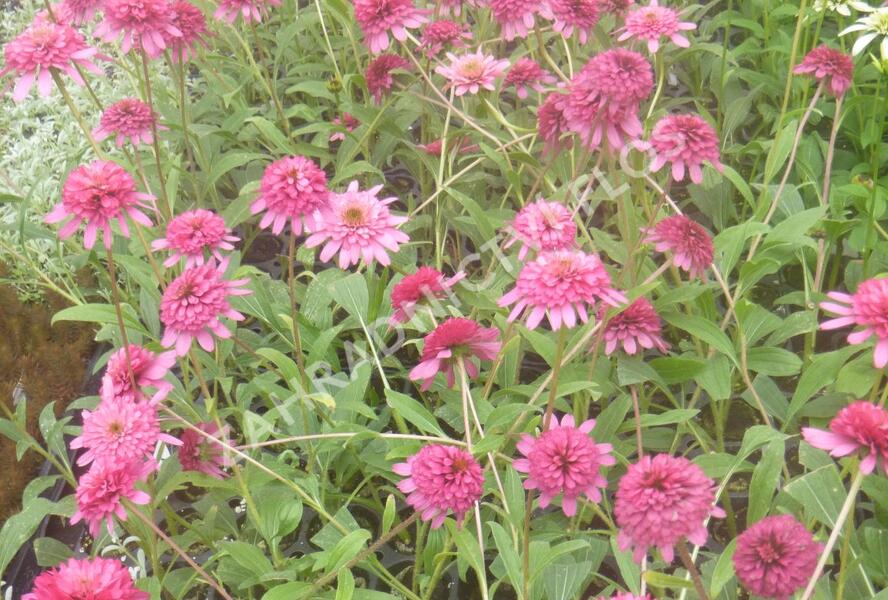 Třapatkovka nachová 'Southern Belle' - Echinacea purpurea 'Southern Belle'