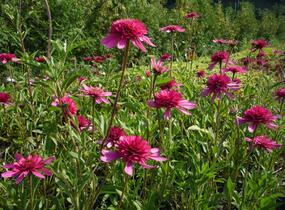 Třapatkovka nachová 'Southern Belle' - Echinacea purpurea 'Southern Belle'