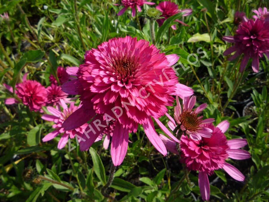 Třapatkovka nachová 'Southern Belle' - Echinacea purpurea 'Southern Belle'