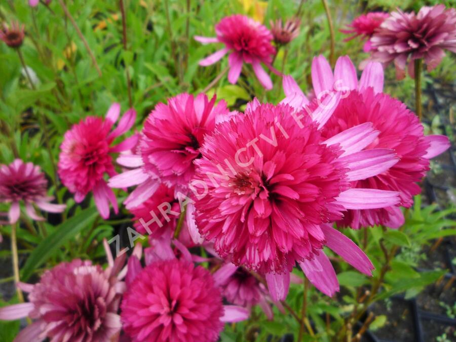 Třapatkovka nachová 'Southern Belle' - Echinacea purpurea 'Southern Belle'