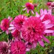 Třapatkovka nachová 'Southern Belle' - Echinacea purpurea 'Southern Belle'