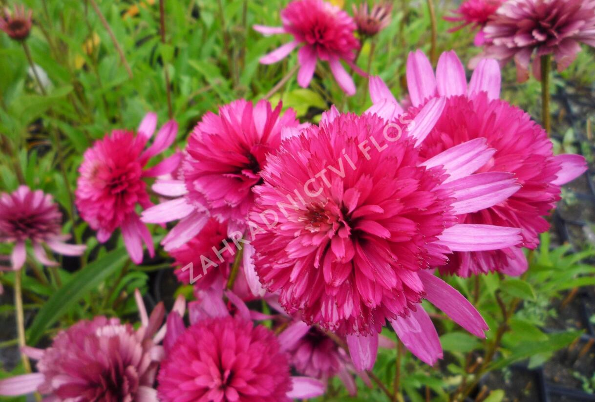 Třapatkovka nachová 'Southern Belle' - Echinacea purpurea 'Southern Belle'