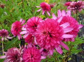 Třapatkovka nachová 'Southern Belle' - Echinacea purpurea 'Southern Belle'
