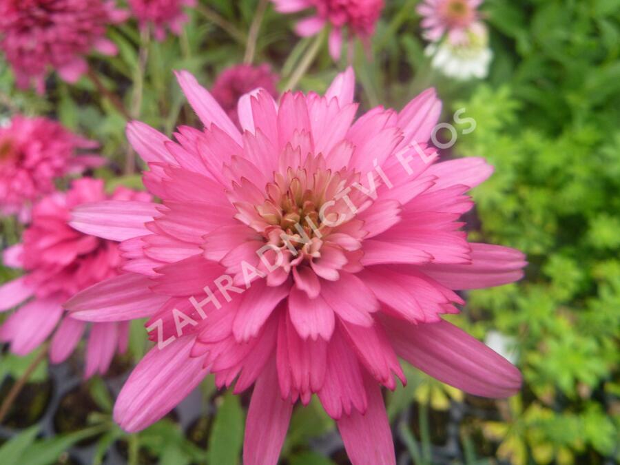 Třapatkovka nachová 'Southern Belle' - Echinacea purpurea 'Southern Belle'