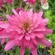 Třapatkovka nachová 'Southern Belle' - Echinacea purpurea 'Southern Belle'