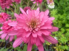 Třapatkovka nachová 'Southern Belle' - Echinacea purpurea 'Southern Belle'