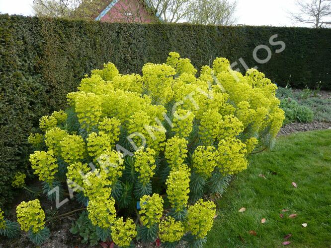 Pryšec hnědokvětý 'Shorty' - Euphorbia characias ssp. wulfenii 'Shorty'