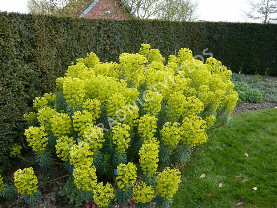 Pryšec hnědokvětý 'Shorty' - Euphorbia characias ssp. wulfenii 'Shorty'