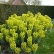 Pryšec hnědokvětý 'Shorty' - Euphorbia characias ssp. wulfenii 'Shorty'