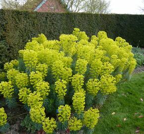 Pryšec hnědokvětý 'Shorty' - Euphorbia characias ssp. wulfenii 'Shorty'