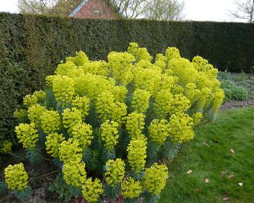 Pryšec hnědokvětý 'Shorty'