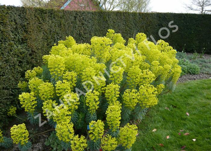 Pryšec hnědokvětý 'Shorty' - Euphorbia characias ssp. wulfenii 'Shorty'
