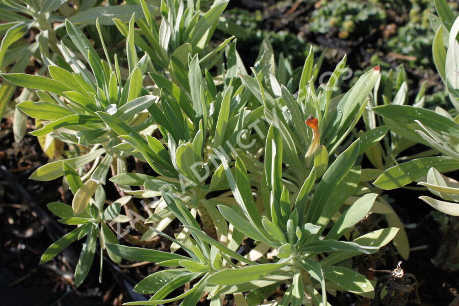 Pryšec hnědokvětý 'Black Pearl' - Euphorbia characias 'Black Pearl'