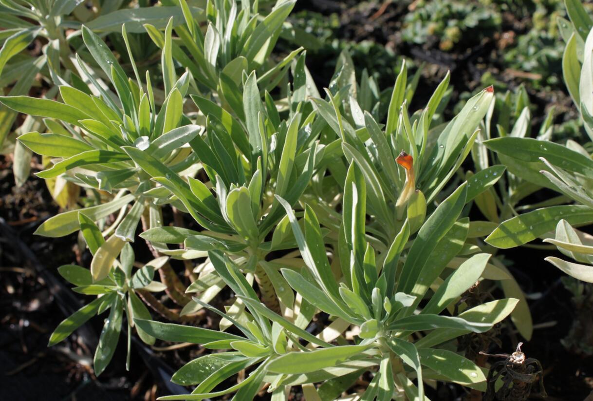 Pryšec hnědokvětý 'Black Pearl' - Euphorbia characias 'Black Pearl'
