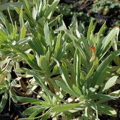 Pryšec hnědokvětý 'Black Pearl' - Euphorbia characias 'Black Pearl'