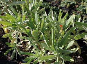 Pryšec hnědokvětý 'Black Pearl' - Euphorbia characias 'Black Pearl'