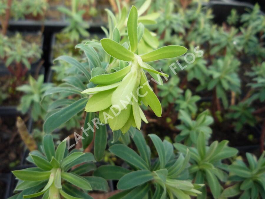 Pryšec hnědokvětý 'Black Pearl' - Euphorbia characias 'Black Pearl'
