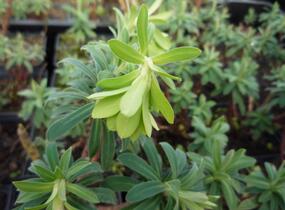 Pryšec hnědokvětý 'Black Pearl' - Euphorbia characias 'Black Pearl'