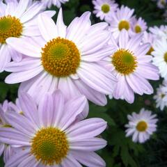 Listopadka indická 'L'Innocence' - Dendranthema indicum 'L'Innocence'