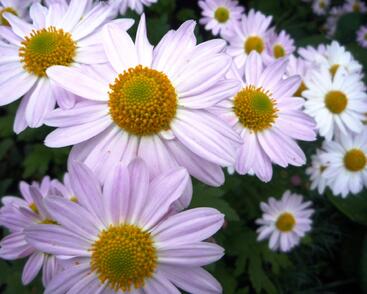 Listopadka indická 'L'Innocence'