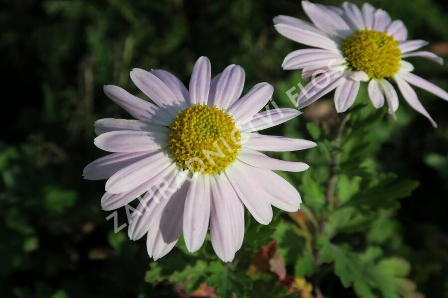 Listopadka indická 'L'Innocence' - Dendranthema indicum 'L'Innocence'