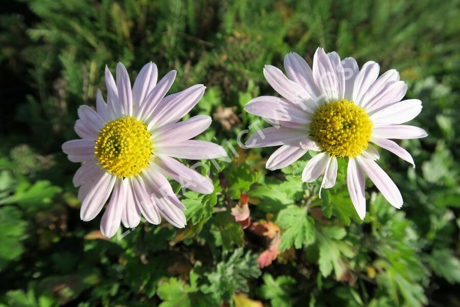 Listopadka indická 'L'Innocence' - Dendranthema indicum 'L'Innocence'