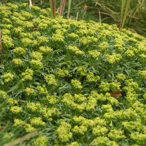 Azorela třídílná - Azorella trifurcata