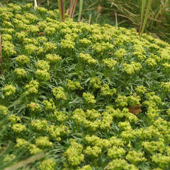 Azorela třídílná - Azorella trifurcata