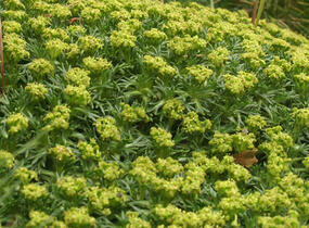 Azorela třídílná - Azorella trifurcata