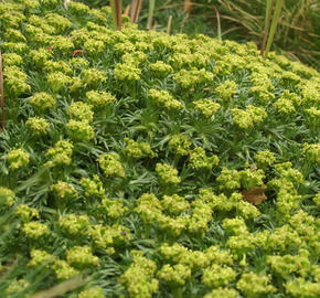 Azorela třídílná - Azorella trifurcata