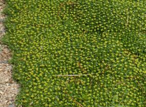 Azorela třídílná - Azorella trifurcata