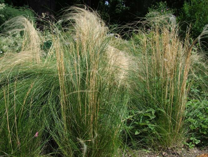 Kavyl vláskovitý - Stipa capillata
