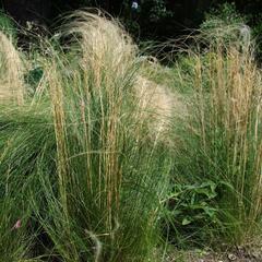 Kavyl vláskovitý - Stipa capillata