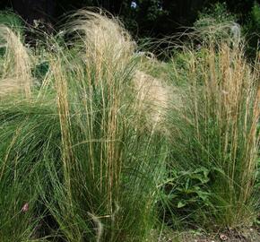 Kavyl vláskovitý - Stipa capillata