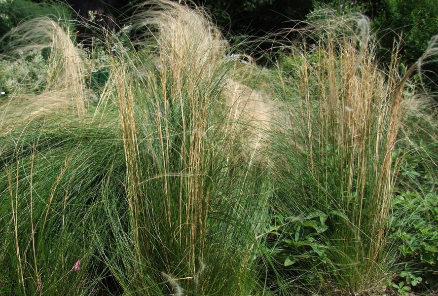 Kavyl vláskovitý - Stipa capillata
