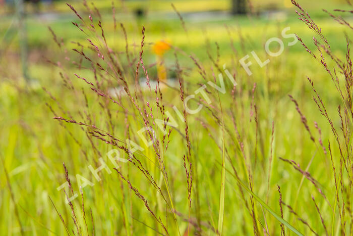 Proso prutnaté 'Rehbraun' - Panicum virgatum 'Rehbraun'