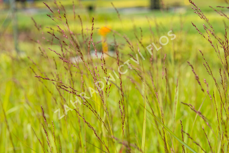 Proso prutnaté 'Rehbraun' - Panicum virgatum 'Rehbraun'