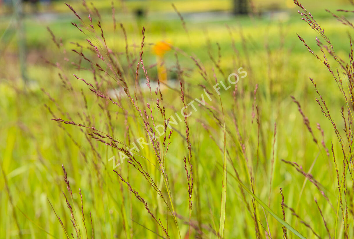 Proso prutnaté 'Rehbraun' - Panicum virgatum 'Rehbraun'
