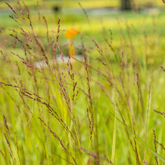 Proso prutnaté 'Rehbraun' - Panicum virgatum 'Rehbraun'