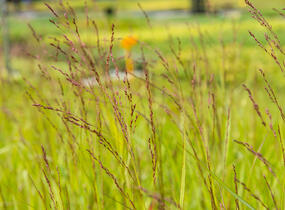 Proso prutnaté 'Rehbraun' - Panicum virgatum 'Rehbraun'